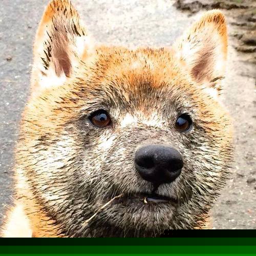 奥利维耶的爆发与雷恩的节奏艺术，多特蒙德在战术交响曲中的迷失